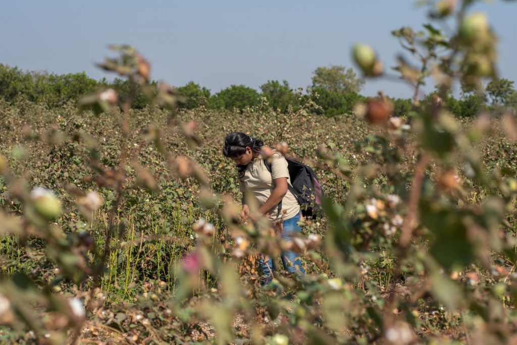 campo de algodón con mujer